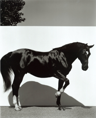 Black Horse 01